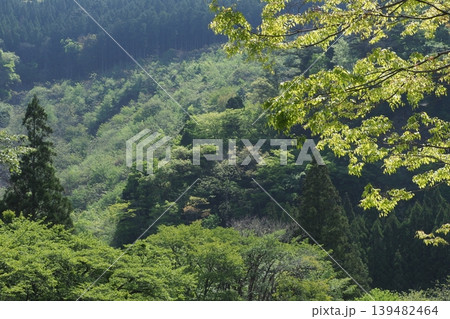 山の新緑 山の新緑 139482464