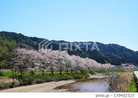 滋賀県　甲賀市　大戸川と桜並木（信楽町勅旨付近）（春） 139482525