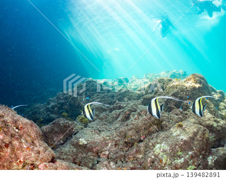 ツノダシ、ソラスズメダイ他。ヒリゾ浜南伊豆町中木 静岡県伊豆半島-2025 日本有数のシュノーケリン ツノダシ、ソラスズメダイ他。ヒリゾ浜南伊豆町中木 静岡県伊豆半島-2025 日本有数のシュノーケリン 139482891