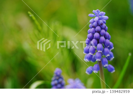 春の野原に咲くムスカリの紫色の花 春の野原に咲くムスカリの紫色の花 139482959