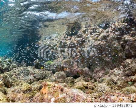 美しいミナミハタンポ幼魚他群れ。ヒリゾ浜南伊豆町中木 静岡県伊豆半島-2025 美しいミナミハタンポ幼魚他群れ。ヒリゾ浜南伊豆町中木 静岡県伊豆半島-2025 139482975