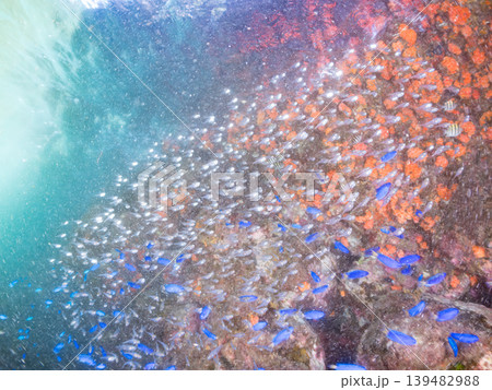 美しいミナミハタンポ幼魚他群れ。ヒリゾ浜南伊豆町中木 静岡県伊豆半島-2025 美しいミナミハタンポ幼魚他群れ。ヒリゾ浜南伊豆町中木 静岡県伊豆半島-2025 139482988