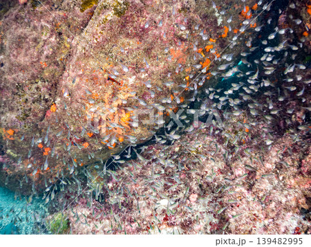 美しいミナミハタンポ幼魚他群れ。ヒリゾ浜南伊豆町中木 静岡県伊豆半島-2025 139482995