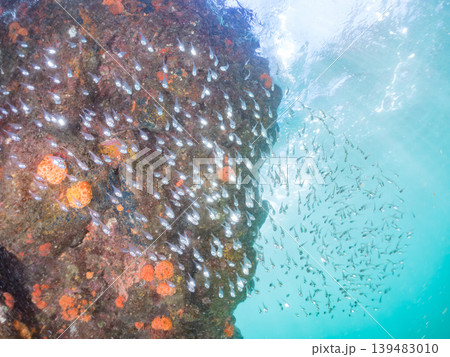 美しいミナミハタンポ幼魚他群れ。ヒリゾ浜南伊豆町中木 静岡県伊豆半島-2025 美しいミナミハタンポ幼魚他群れ。ヒリゾ浜南伊豆町中木 静岡県伊豆半島-2025 139483010