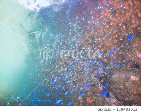 美しいミナミハタンポ幼魚他群れ。ヒリゾ浜南伊豆町中木 静岡県伊豆半島-2025 美しいミナミハタンポ幼魚他群れ。ヒリゾ浜南伊豆町中木 静岡県伊豆半島-2025 139483012