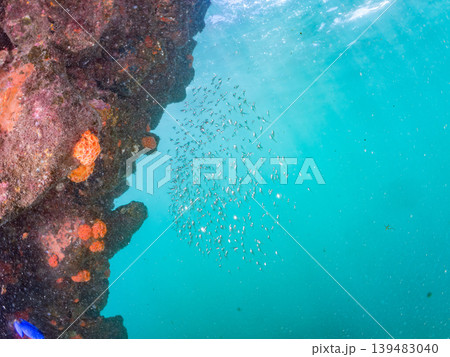 美しいミナミハタンポ幼魚他群れ。ヒリゾ浜南伊豆町中木 静岡県伊豆半島-2025 美しいミナミハタンポ幼魚他群れ。ヒリゾ浜南伊豆町中木 静岡県伊豆半島-2025 139483040