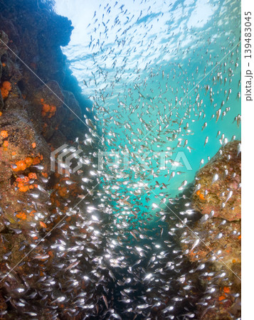 美しいミナミハタンポ幼魚他群れ。ヒリゾ浜南伊豆町中木 静岡県伊豆半島-2025 139483045