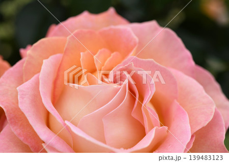 バラの花芯 139483123
