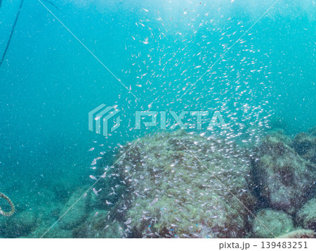 クロホシイシモチ幼魚、ソラスズメダイ他群れ。ヒリゾ浜南伊豆町中木 静岡県伊豆半島-2025 日本有数 139483251