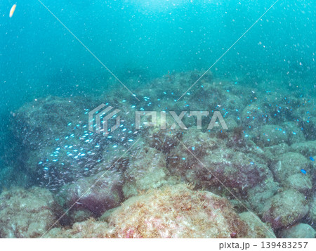 クロホシイシモチ幼魚、ソラスズメダイ他群れ。ヒリゾ浜南伊豆町中木 静岡県伊豆半島-2025 日本有数 クロホシイシモチ幼魚、ソラスズメダイ他群れ。ヒリゾ浜南伊豆町中木 静岡県伊豆半島-2025 日本有数 139483257