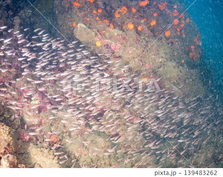 クロホシイシモチ幼魚、ソラスズメダイ他群れ。ヒリゾ浜南伊豆町中木 静岡県伊豆半島-2025 日本有数 139483262