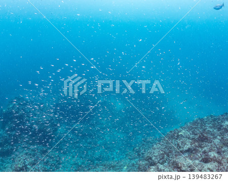 クロホシイシモチ幼魚、ソラスズメダイ他群れ。ヒリゾ浜南伊豆町中木 静岡県伊豆半島-2025 日本有数 クロホシイシモチ幼魚、ソラスズメダイ他群れ。ヒリゾ浜南伊豆町中木 静岡県伊豆半島-2025 日本有数 139483267