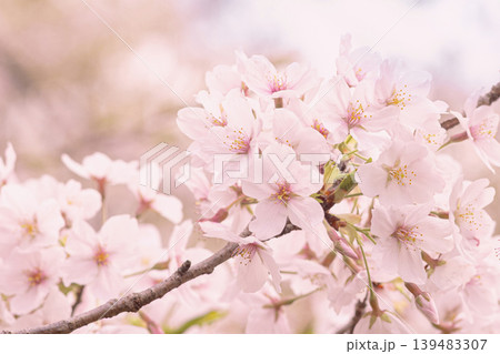 やさしい光に咲く桜の花 クローズアップ やさしい光に咲く桜の花 クローズアップ 139483307