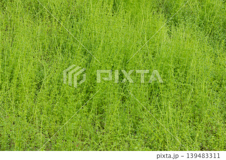 鮮やかな新緑の草原背景素材 鮮やかな新緑の草原背景素材 139483311