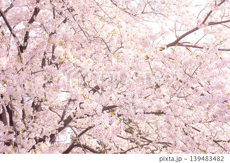 満開の桜に包まれる春景色 139483482