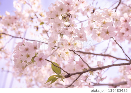やさしい光に咲く桜の花 クローズアップ 139483483
