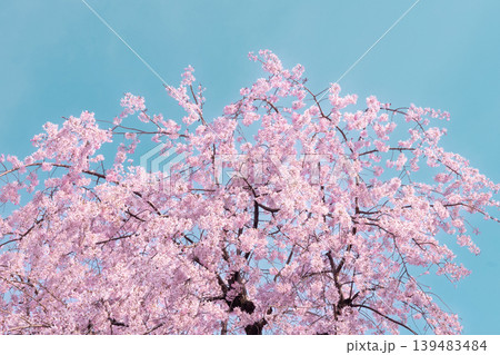 青空に映える満開の桜の木 139483484
