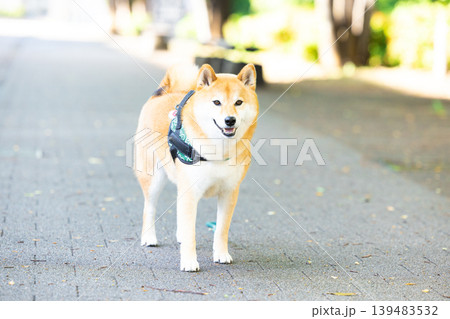お散歩をしている柴犬 お散歩をしている柴犬 139483532