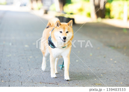 お散歩をしている柴犬 お散歩をしている柴犬 139483533