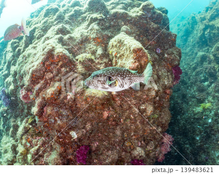 サザナミフグ、ホウライヒメジ他。ヒリゾ浜南伊豆町中木 静岡県伊豆半島-2025 サザナミフグ、ホウライヒメジ他。ヒリゾ浜南伊豆町中木 静岡県伊豆半島-2025 139483621