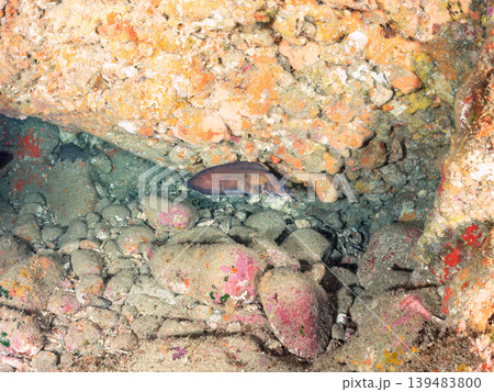 イタチウオ、ナミマツカサ、ミナミハタンポ他ウナギイヌ ヒリゾ浜南伊豆町中木 静岡県伊豆半島-2025 イタチウオ、ナミマツカサ、ミナミハタンポ他ウナギイヌ ヒリゾ浜南伊豆町中木 静岡県伊豆半島-2025 139483800