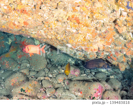 イタチウオ、ナミマツカサ、ミナミハタンポ他ウナギイヌ ヒリゾ浜南伊豆町中木 静岡県伊豆半島-2025 139483818