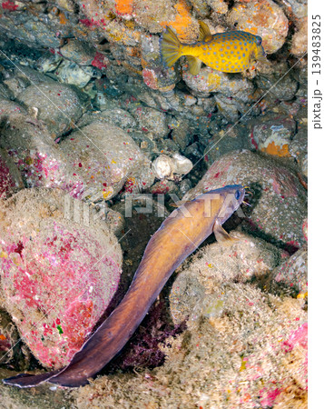 イタチウオ、ナミマツカサ、ミナミハタンポ他ウナギイヌ ヒリゾ浜南伊豆町中木 静岡県伊豆半島-2025 イタチウオ、ナミマツカサ、ミナミハタンポ他ウナギイヌ ヒリゾ浜南伊豆町中木 静岡県伊豆半島-2025 139483825
