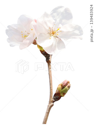 桜の枝と花 139483924