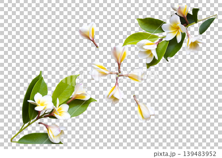 white, yellow flowers frangipani local flora of asia  139483952