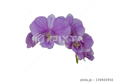 purple flowers orchids arrangement flat lay postcard style purple flowers orchids arrangement flat lay postcard style 139483958