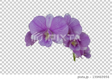purple flowers orchids arrangement flat lay postcard style purple flowers orchids arrangement flat lay postcard style 139483958