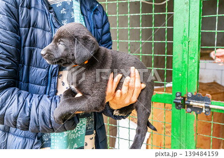 Puppy little dog in hands 139484159