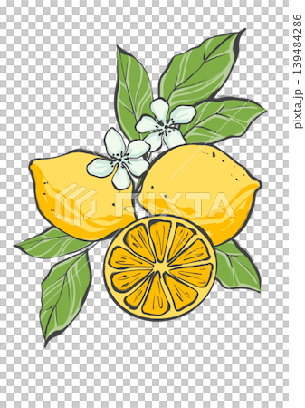 Botanical composition featuring whole yellow lemons, citrus slice, white flowers and green leaves. Original hand drawn illustration ideal for Mediterranean style kitchen decor, menu design and organic Botanical composition featuring whole yellow lemons, citrus slice, white flowers and green leaves. Original hand drawn illustration ideal for Mediterranean style kitchen decor, menu design and organic 139484286