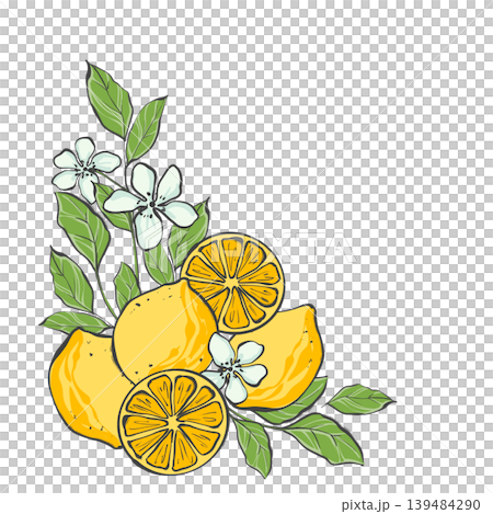 Corner botanical arrangement featuring yellow lemons, citrus slices, white flowers and green leaves. Original hand drawn illustration. Ideal for kitchen decor, garden banners, menu design and organic Corner botanical arrangement featuring yellow lemons, citrus slices, white flowers and green leaves. Original hand drawn illustration. Ideal for kitchen decor, garden banners, menu design and organic 139484290