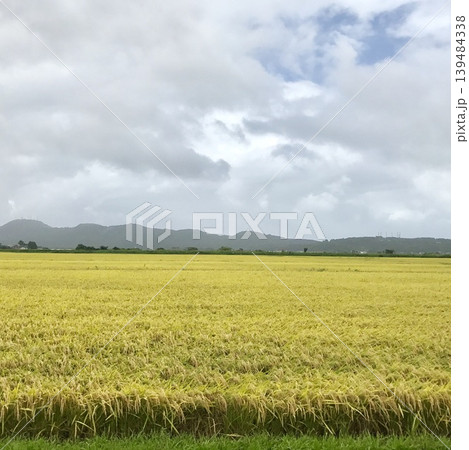 曇天の田園風景　Golden rice field under cloudy sky 139484338