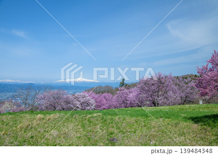 春の西蔵王公園 春の西蔵王公園 139484348
