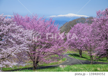 春の西蔵王公園 春の西蔵王公園 139484352