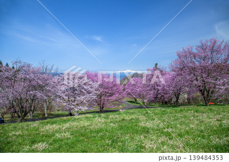 春の西蔵王公園 春の西蔵王公園 139484353