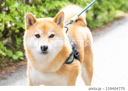 お散歩をしている柴犬 お散歩をしている柴犬 139484770