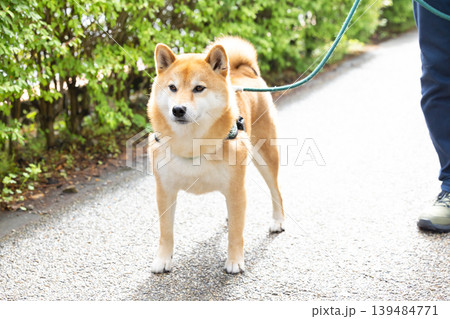 お散歩をしている柴犬 お散歩をしている柴犬 139484771