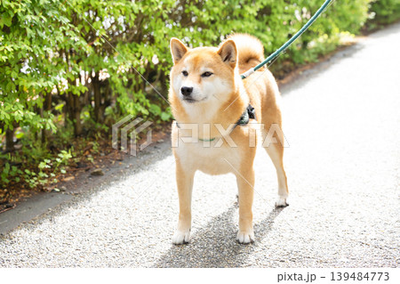 お散歩をしている柴犬 お散歩をしている柴犬 139484773