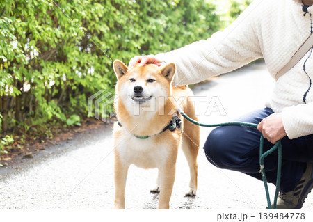 お散歩をしている柴犬 お散歩をしている柴犬 139484778