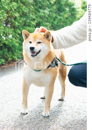 お散歩をしている柴犬 お散歩をしている柴犬 139484779