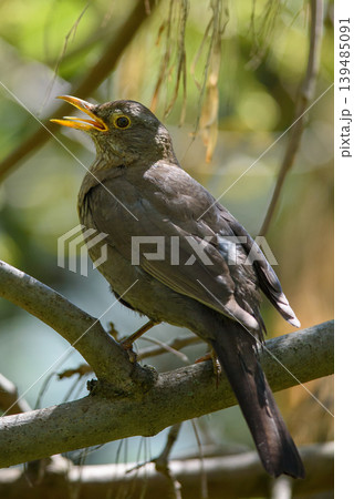 Songbird perched on branch with open beak in woodland 139485091