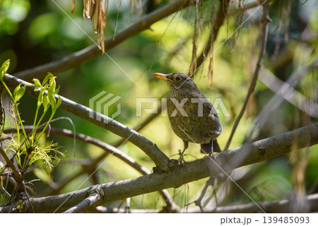 Wild songbird perched on branch in sunlit forest Wild songbird perched on branch in sunlit forest 139485093