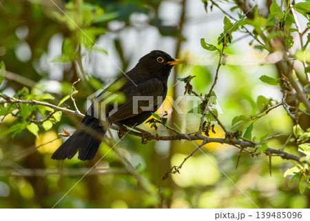 Blackbird perched among leaves 139485096