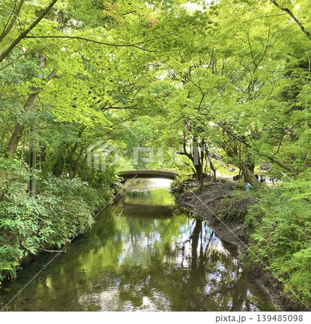 水辺に映る新緑の風景 Green forest stream with reflection 水辺に映る新緑の風景 Green forest stream with reflection 139485098