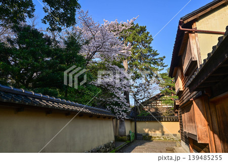 桜咲く春の長町武家屋敷跡 139485255
