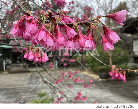 雨に濡れた寒緋桜 139485286