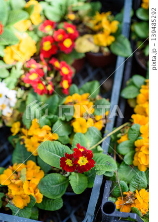 Colorful potted primrose flowers on garden center rack 139485292